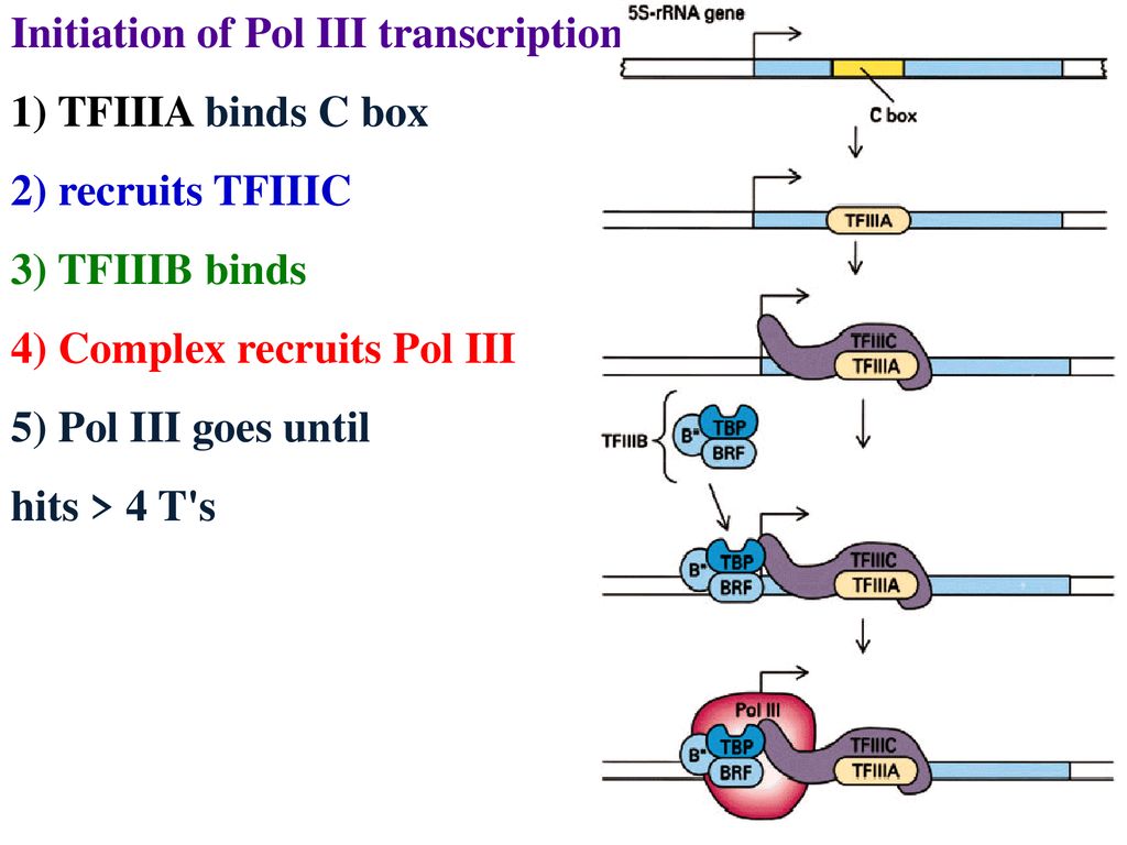 Initiation of transcription by Pol I - ppt download