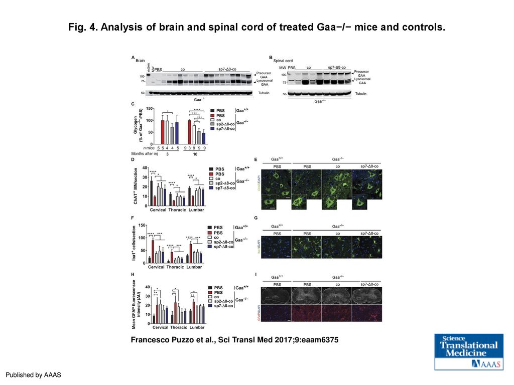 Fig. 4. Analysis of brain and spinal cord of treated Gaa−/− mice and controls.