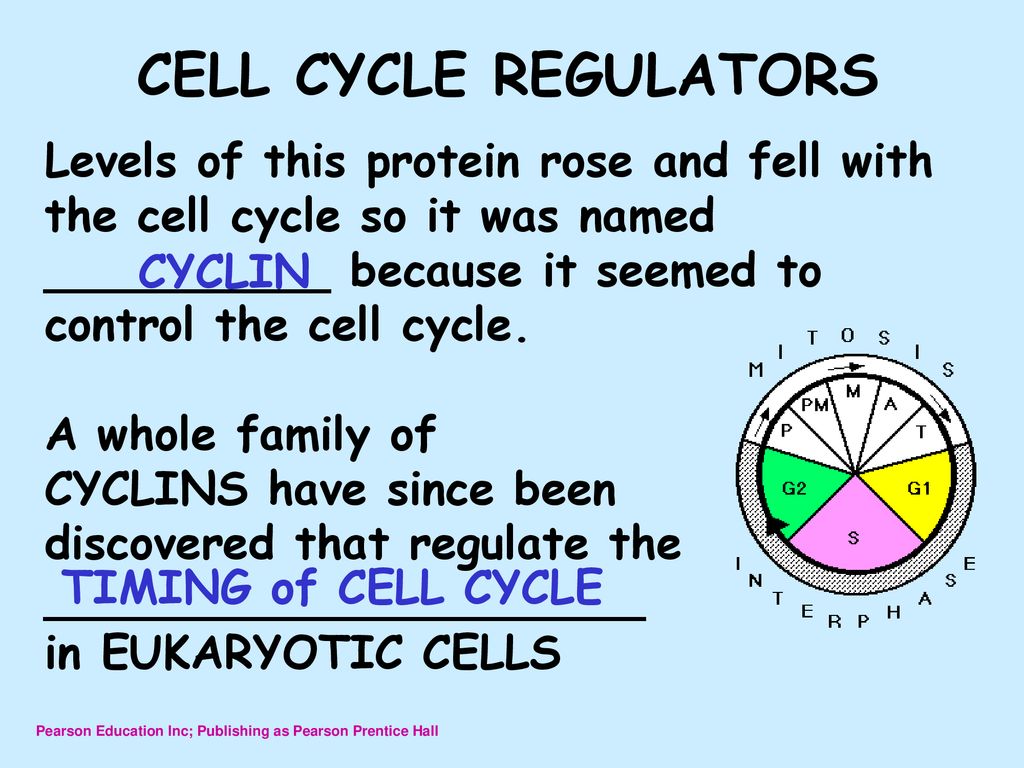 Interest Grabber Answers Biology Diagrams