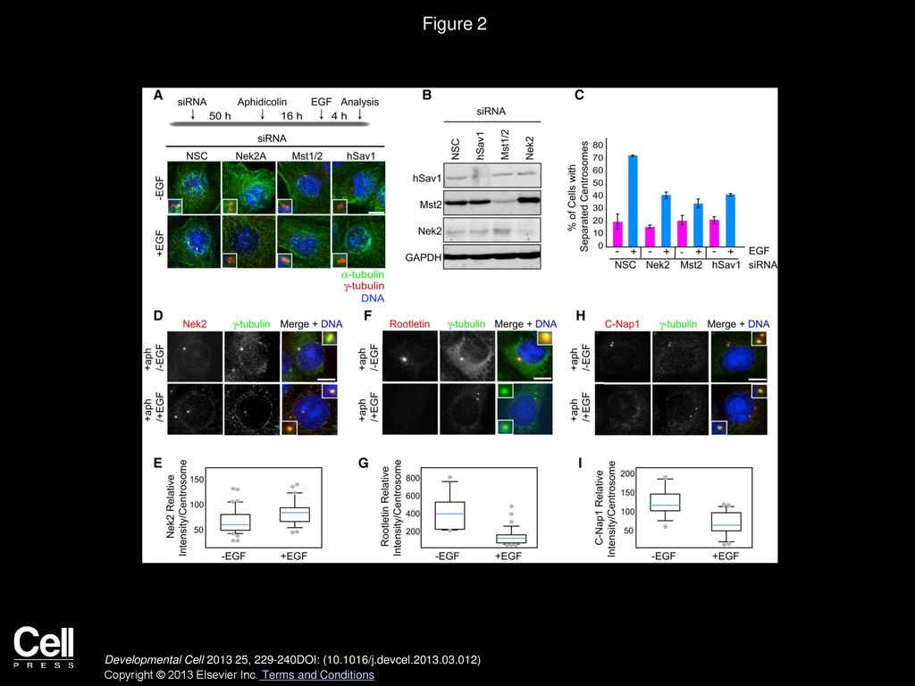 Figure 2 EGF Induces Centrosome Separation through the Mst2-hSav1-Nek2A Kinase Module.