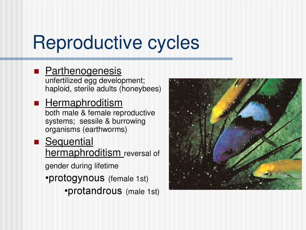 Ap biology date ppt download