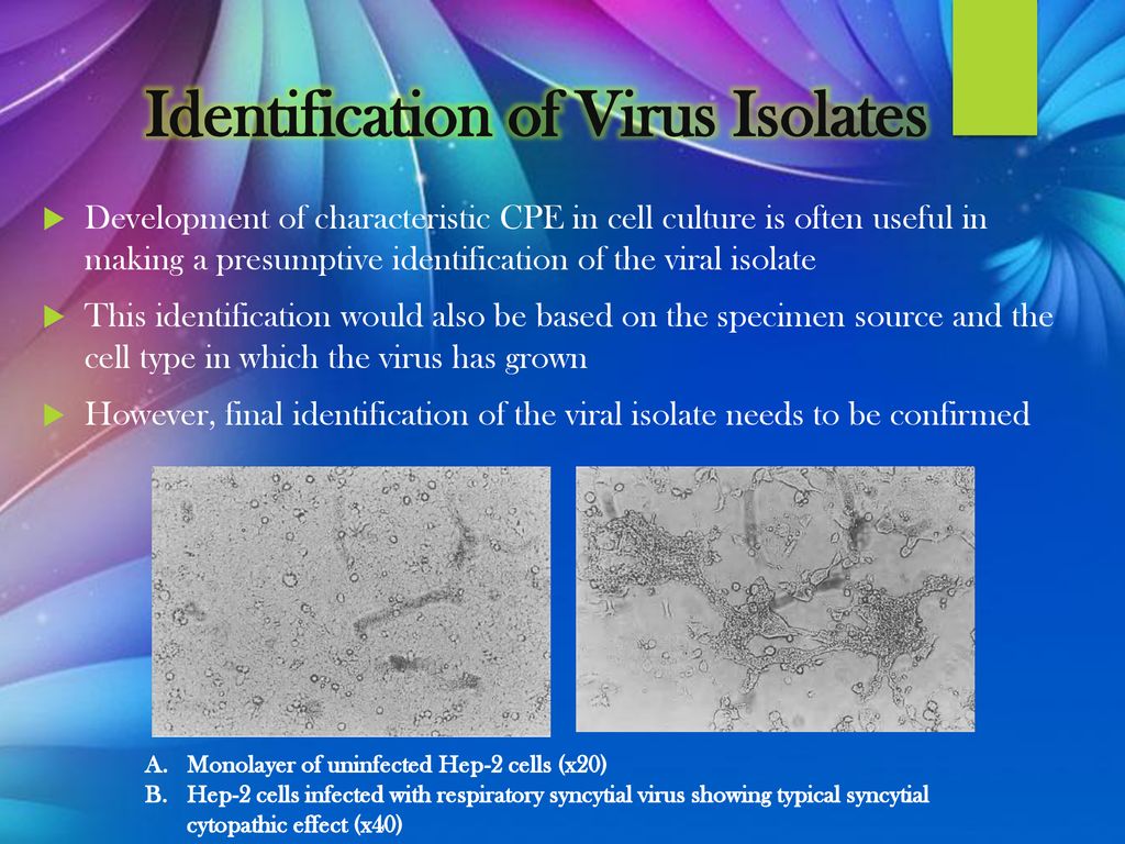 Identification of Virus Isolates