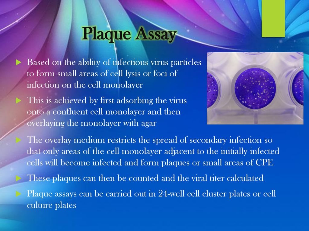 Plaque Assay Based on the ability of infectious virus particles to form small areas of cell lysis or foci of infection on the cell monolayer.