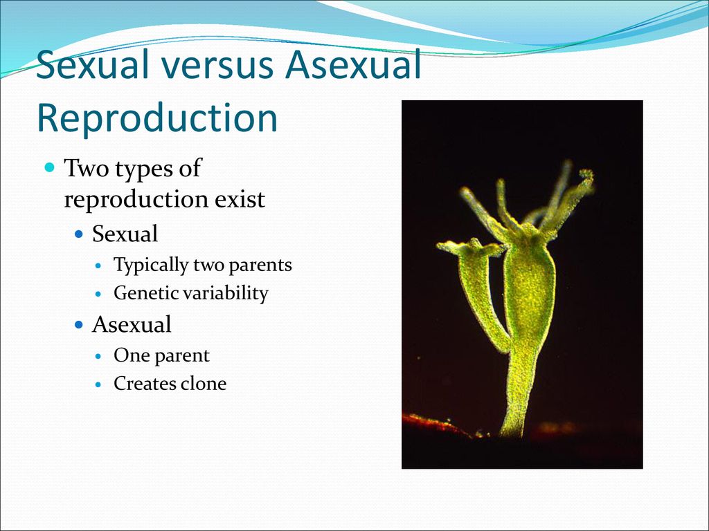 Meiosis and Sexual Life Cycles Biology Diagrams