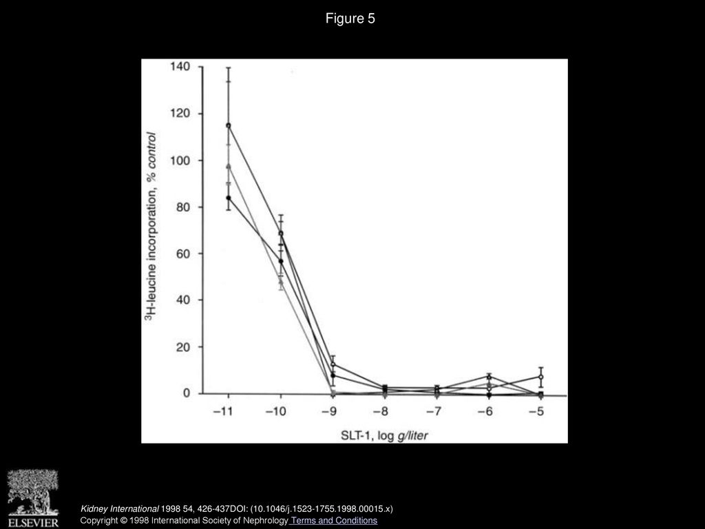 Cytotoxic Effect Of Shiga Toxin 1 On Human Proximal Tubule Cells1 Ppt   Figure 5 