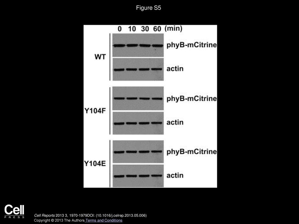 Figure S5 Protein Stability of phyBY104E in the Dark Condition, Related to Figure 5.