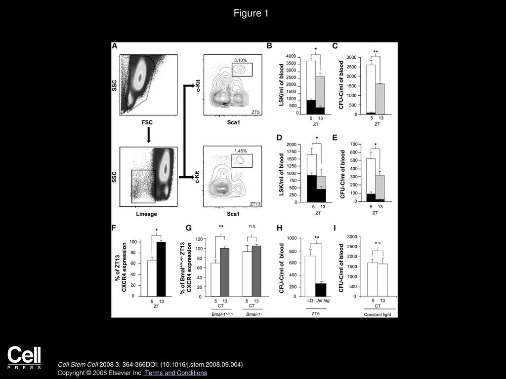 Figure 1 Circadian HSC/Progenitor Fluctuations in Mice Modulate G-CSF and AMD3100 Mobilization.