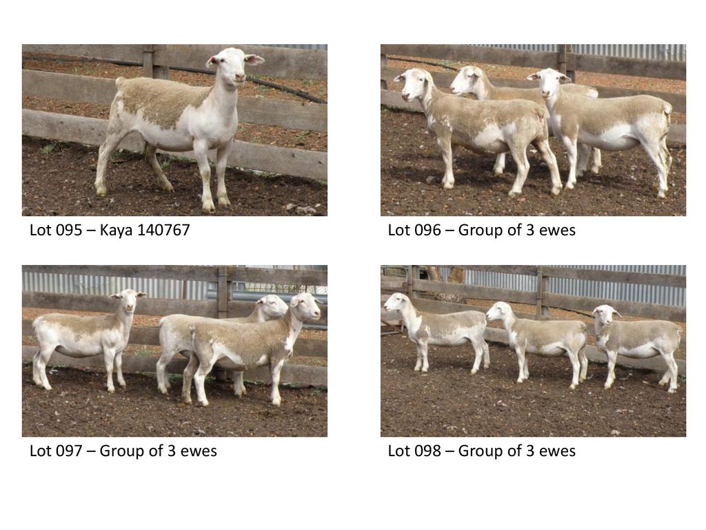 Lot 095 – Kaya Lot 096 – Group of 3 ewes Lot 097 – Group of 3 ewes Lot 098 – Group of 3 ewes