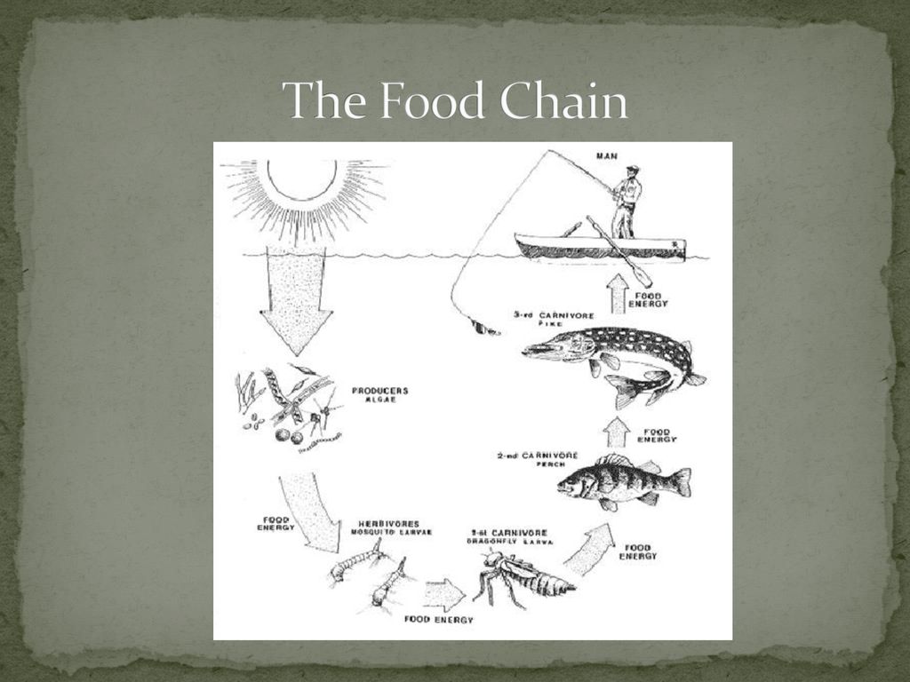 Ecology Chapter 19 Pages ppt download Biology Diagrams