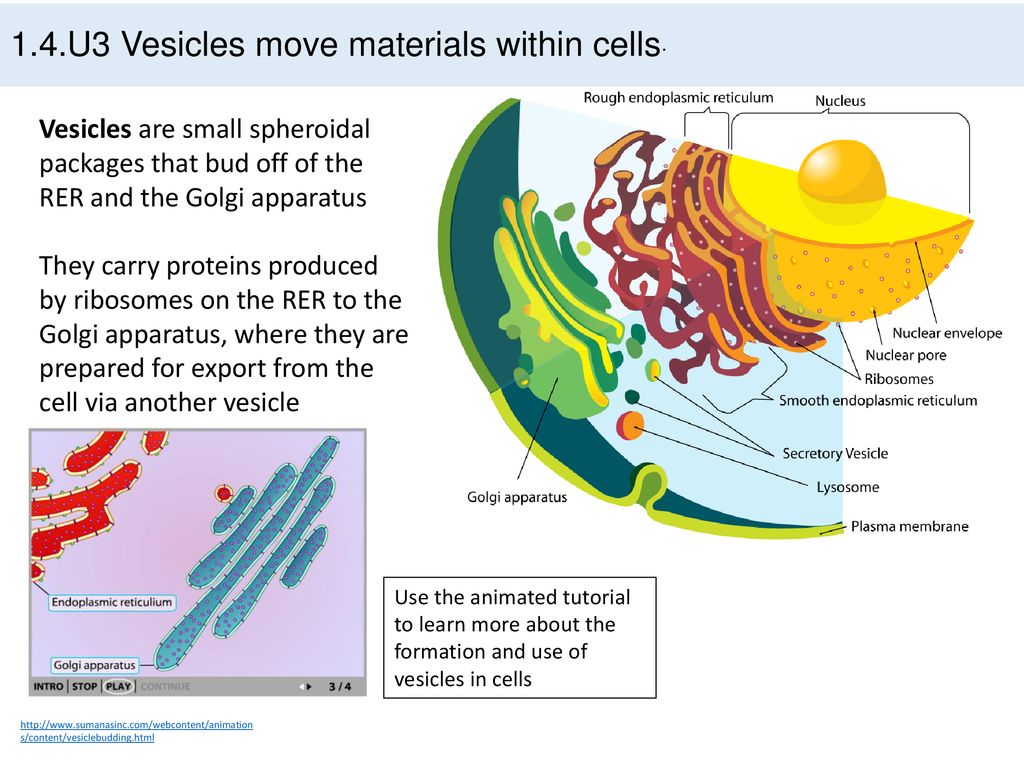 1.4 Membrane transport – Part 2 - ppt download