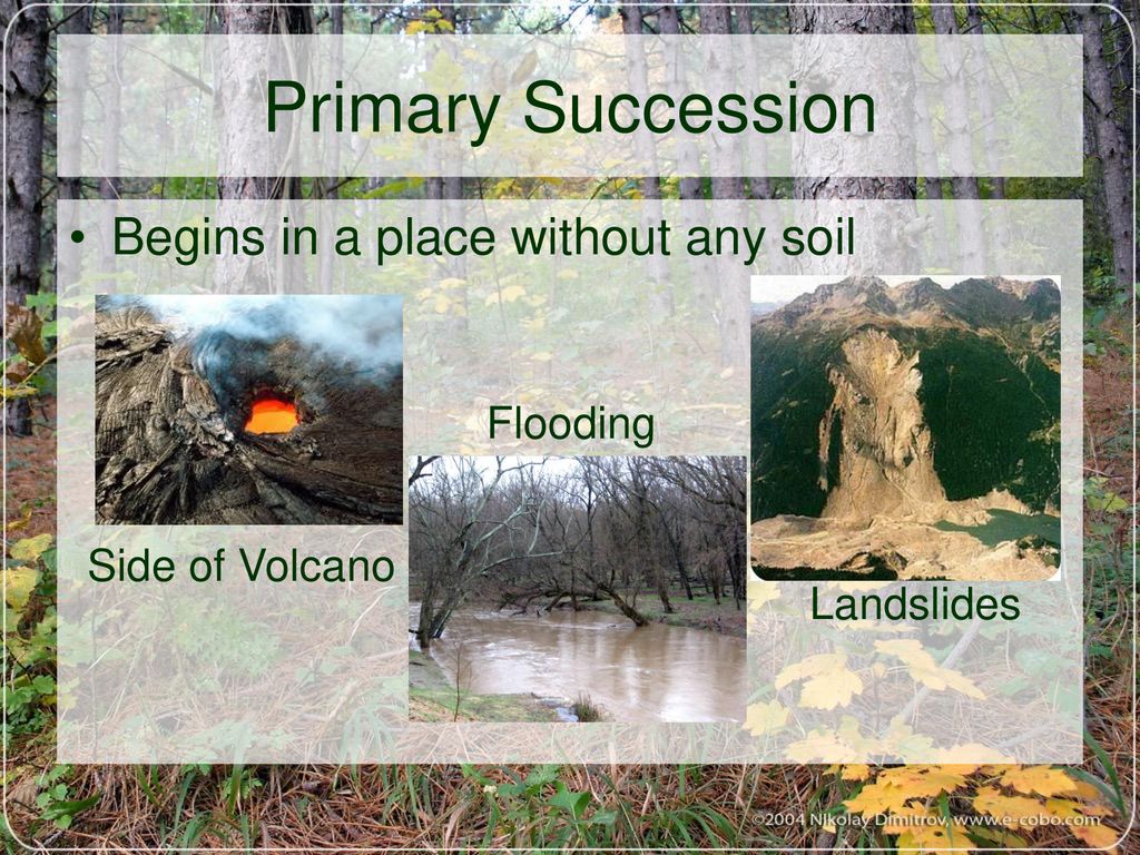 Changes in Ecosystems: Ecological Succession - ppt download