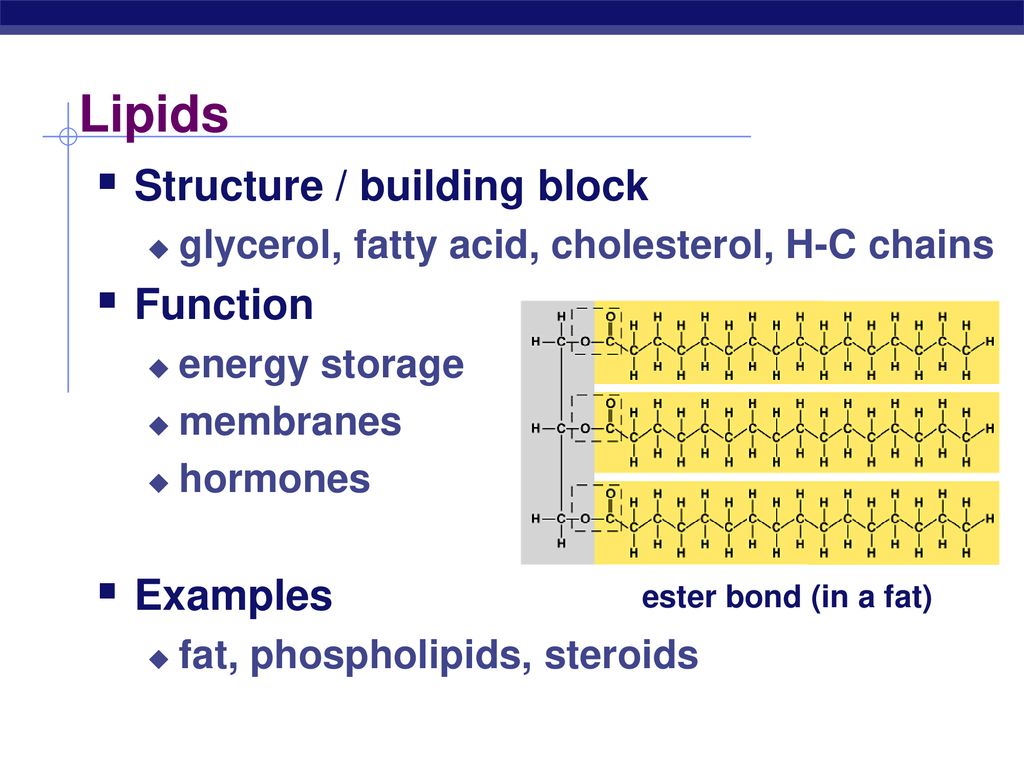 Building Blocks of Life ppt download