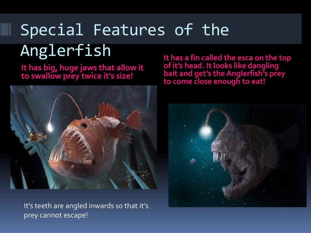 The Deep Sea Anglerfish - ppt download