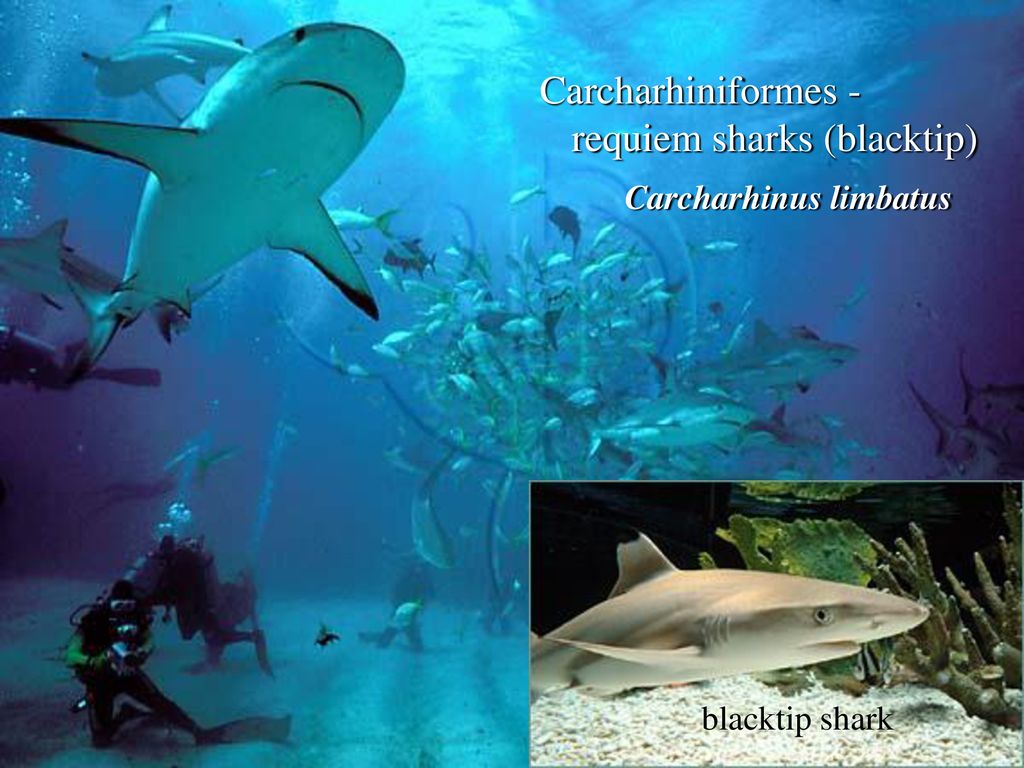Carcharhiniformes - requiem sharks (blacktip)