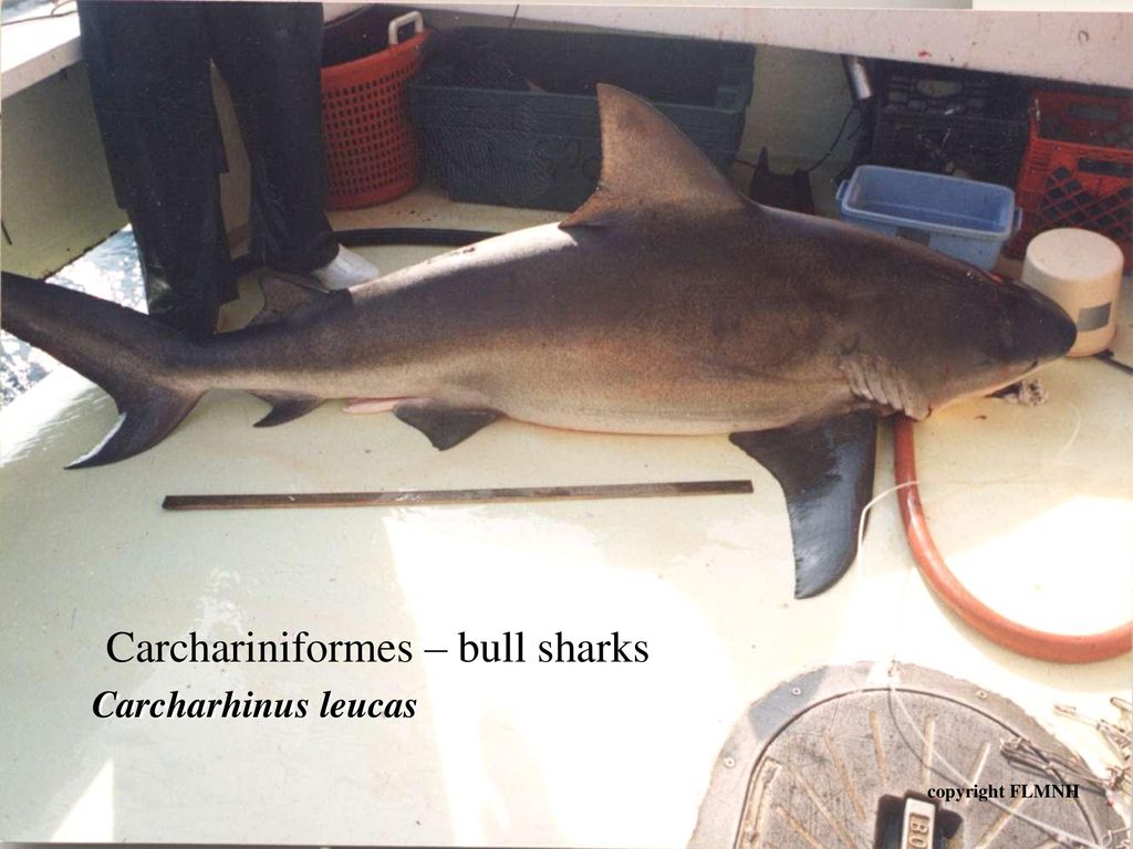 Carchariniformes – bull sharks