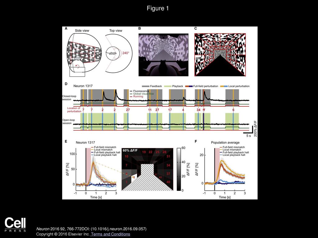 Figure 1 Selective Local Mismatch Detectors in Mouse Primary Visual Cortex.