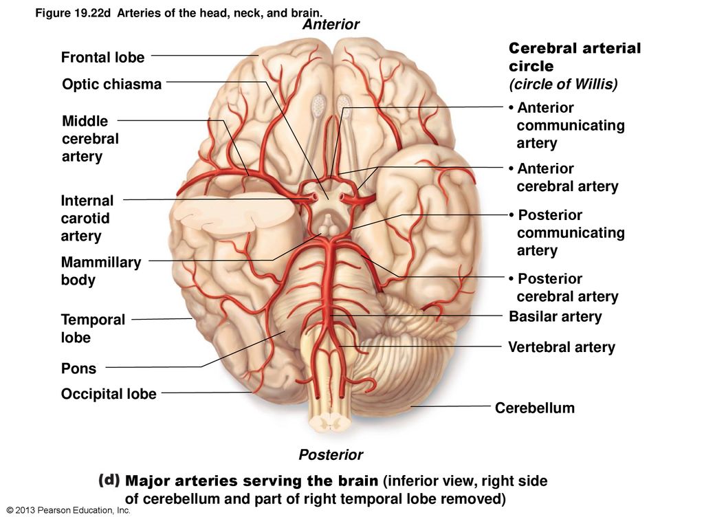 Мозговые артерии латынь. Кровообращение мозга. Виллизиев круг.. Кровоснабжение мозга анатомия. Кровоснабжение передней мозговой артерии. Артерии кровоснабжающие головной мозг.