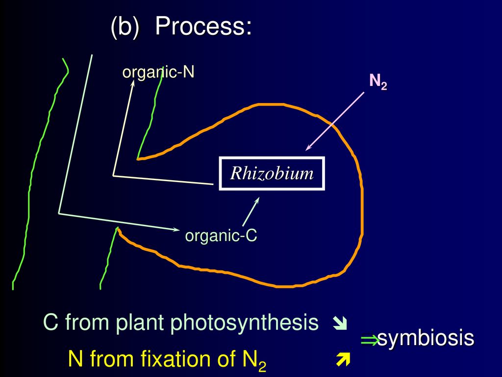 Ges175 Science Of Soils Lecture 8 Nitrogen Ppt Download