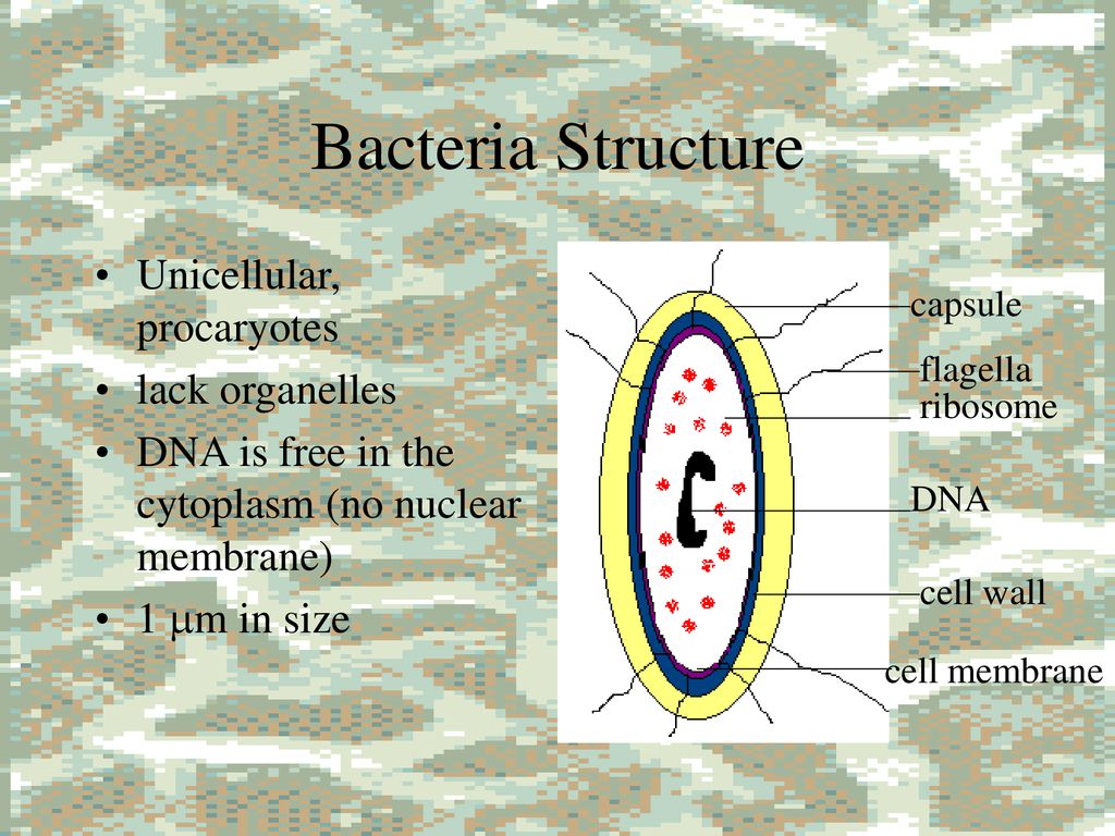 Bacteria Part 1:History. - ppt download