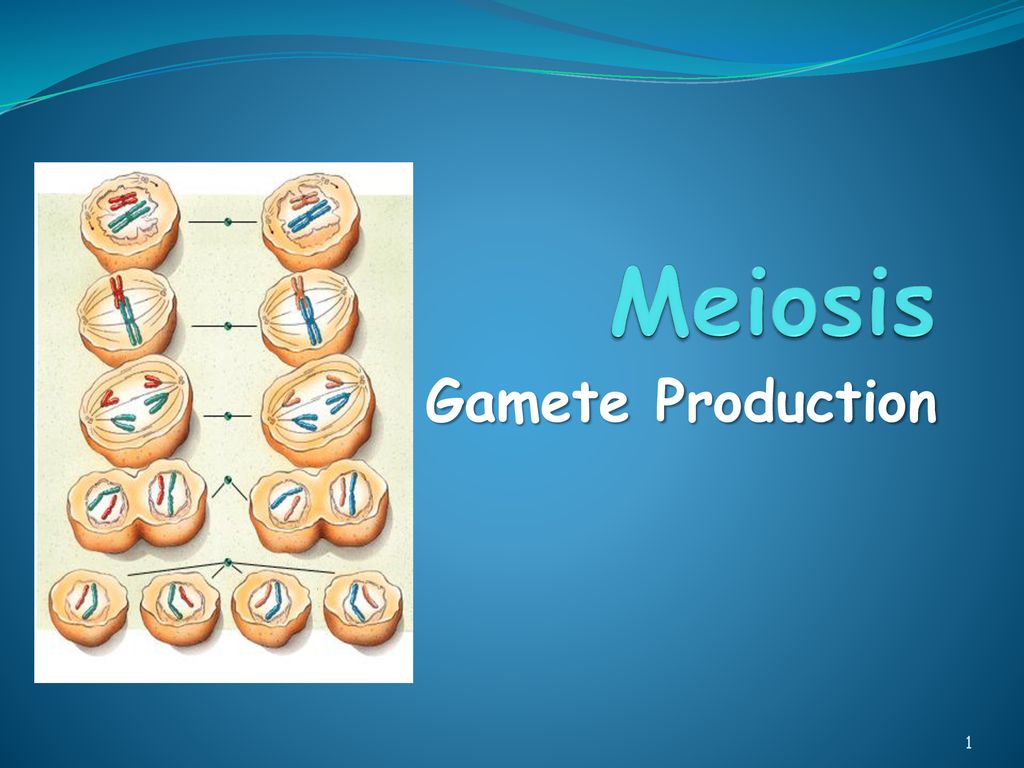 Meiosis Gamete Production