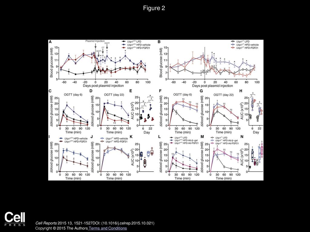 Figure 2 FGF21-Mediated Improvement in Glucose Clearance Is Lost in the Absence of UCP1.