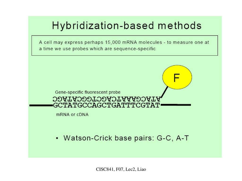 CISC 841 Bioinformatics (Fall 2007) A Primer on Molecular Biology ...