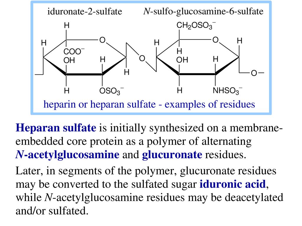 Heparan sulfate is initially synthesized on a membrane-embedded core protein as a polymer of alternating N-acetylglucosamine and glucuronate residues.
