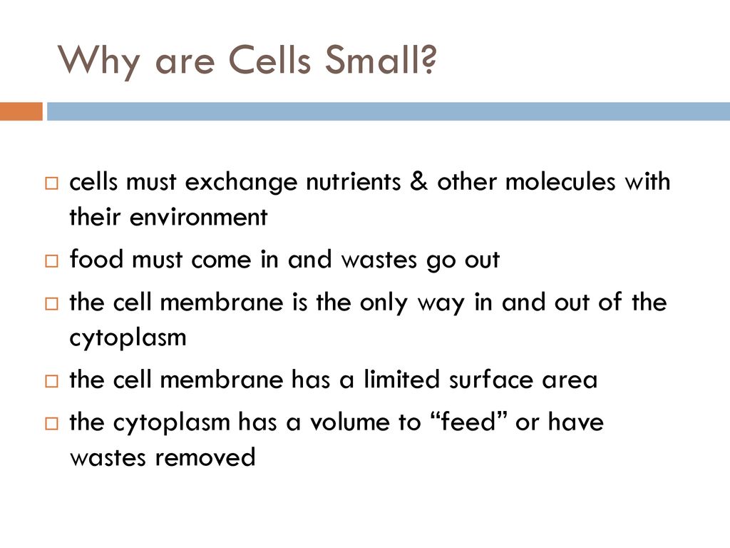 Cell size ppt download