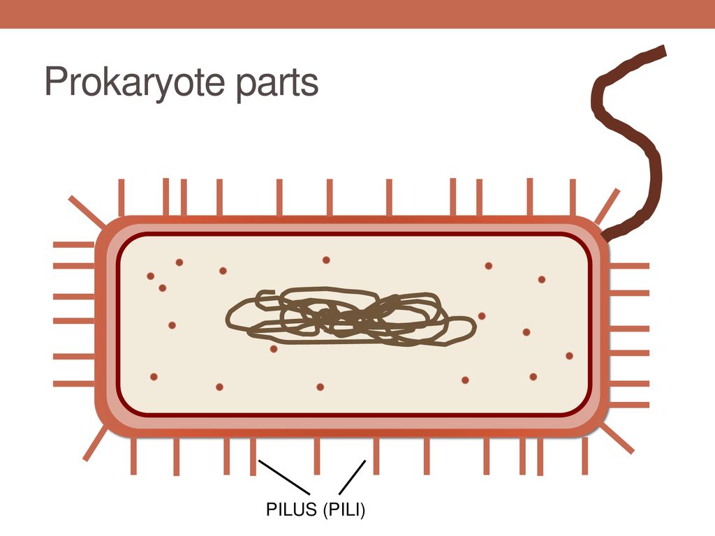 Prokaryote parts PILUS (PILI)