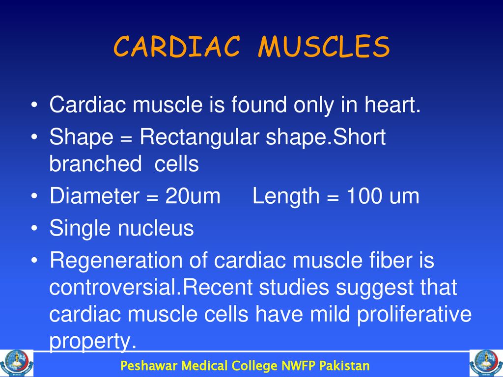 CARDIAC MUSCLE OBJECTIVES At The End Of This Lecture You Should Be Able cardiac-muscle-objectives-at-the-end-of-this-lecture-you-should-be-able