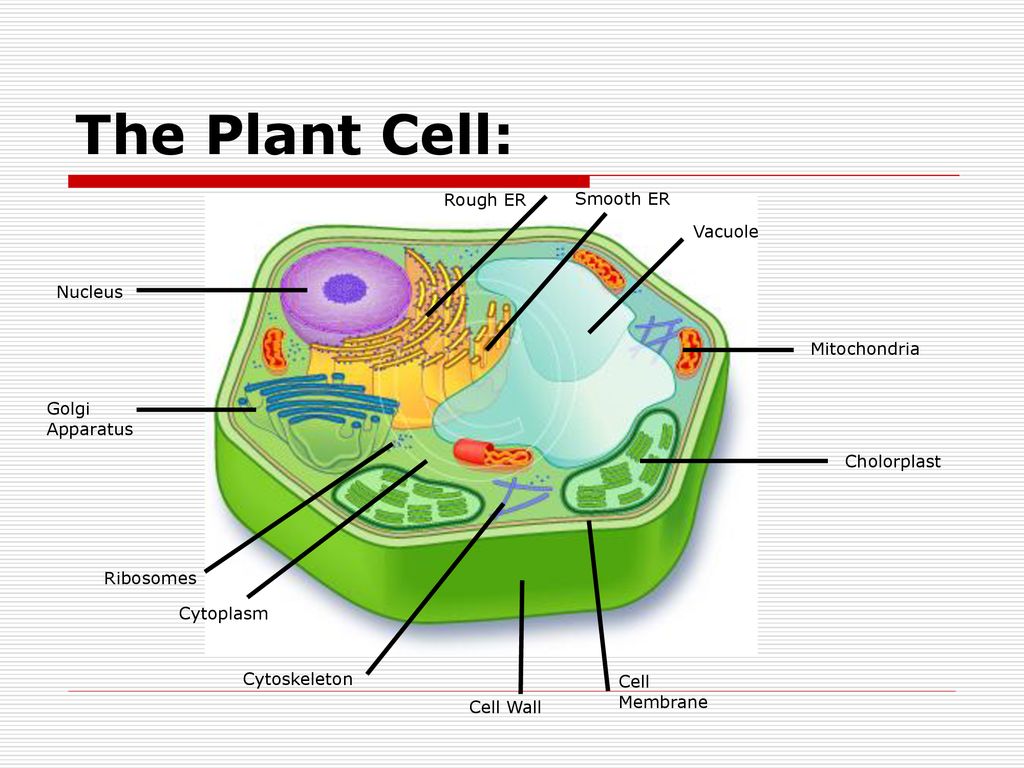 Cell Organelles: Be able to identify the cell structures of the animal and plant  cell! Know the function of each cell structure! - ppt download