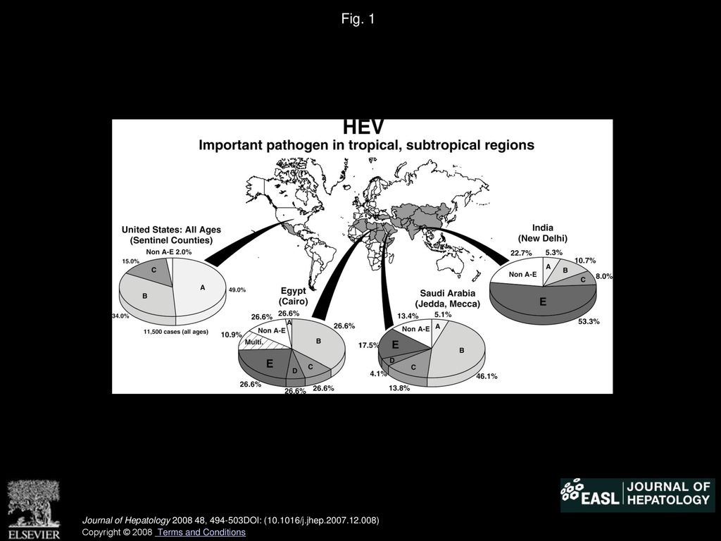 Hepatitis E An Emerging Awareness Of An Old Disease Ppt Download   Fig. 1 