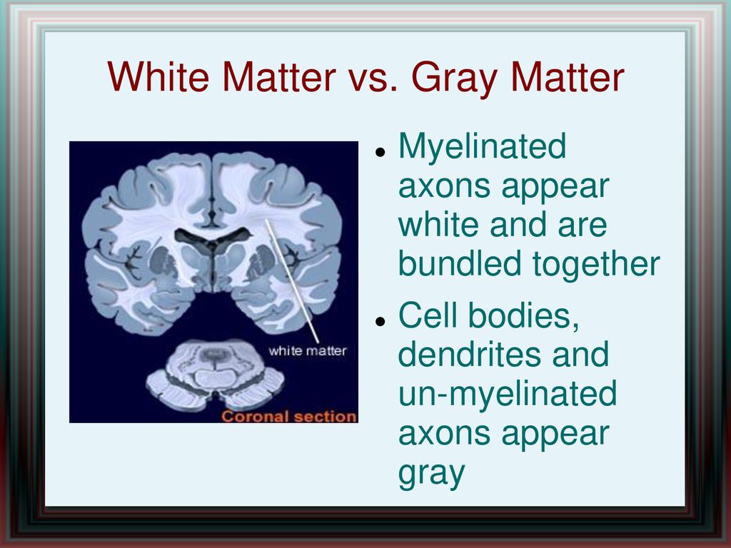 Neuronal Signals. - ppt download