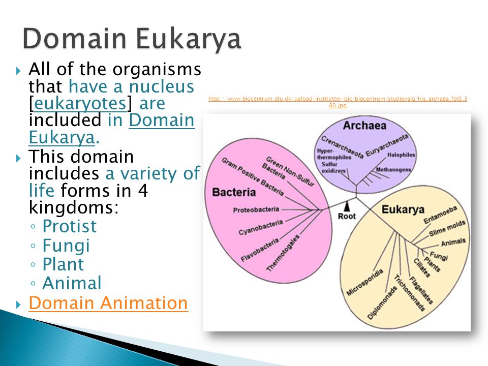 In English Wolverine Ppt Video Online Download
