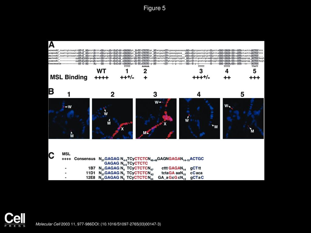 Figure 5 Consensus Sequences within the DHS Are Important for Binding of MSL Complex.