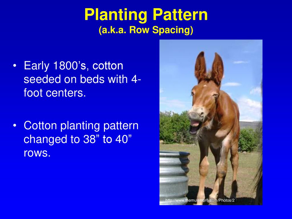 Planting Pattern (a.k.a. Row Spacing)