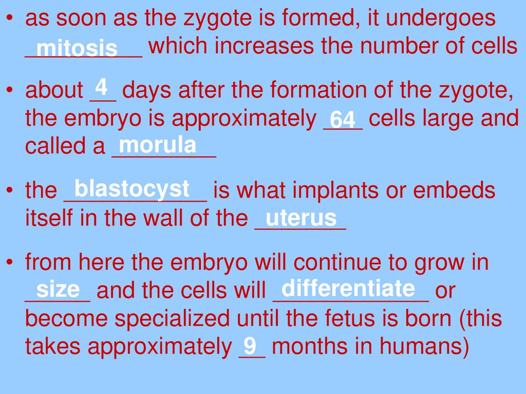 as soon as the zygote is formed, it undergoes _________ which increases the number of cells