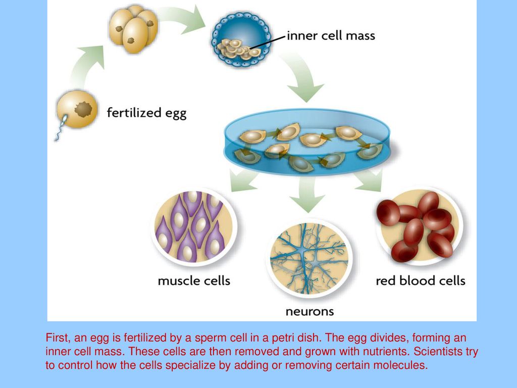 First, an egg is fertilized by a sperm cell in a petri dish