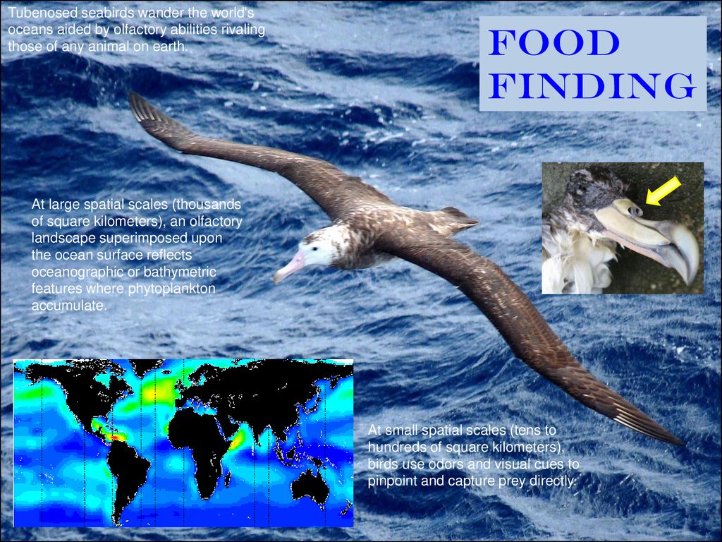 The Wandering Albatross Wing span to 11 5 feet ppt download
