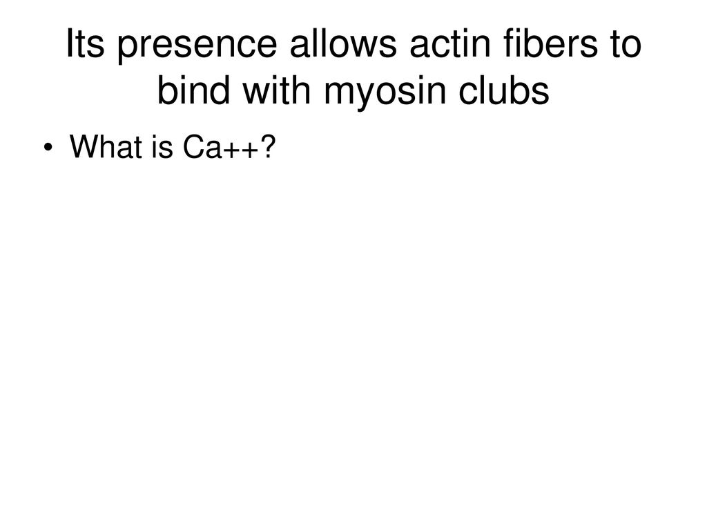 Its presence allows actin fibers to bind with myosin clubs
