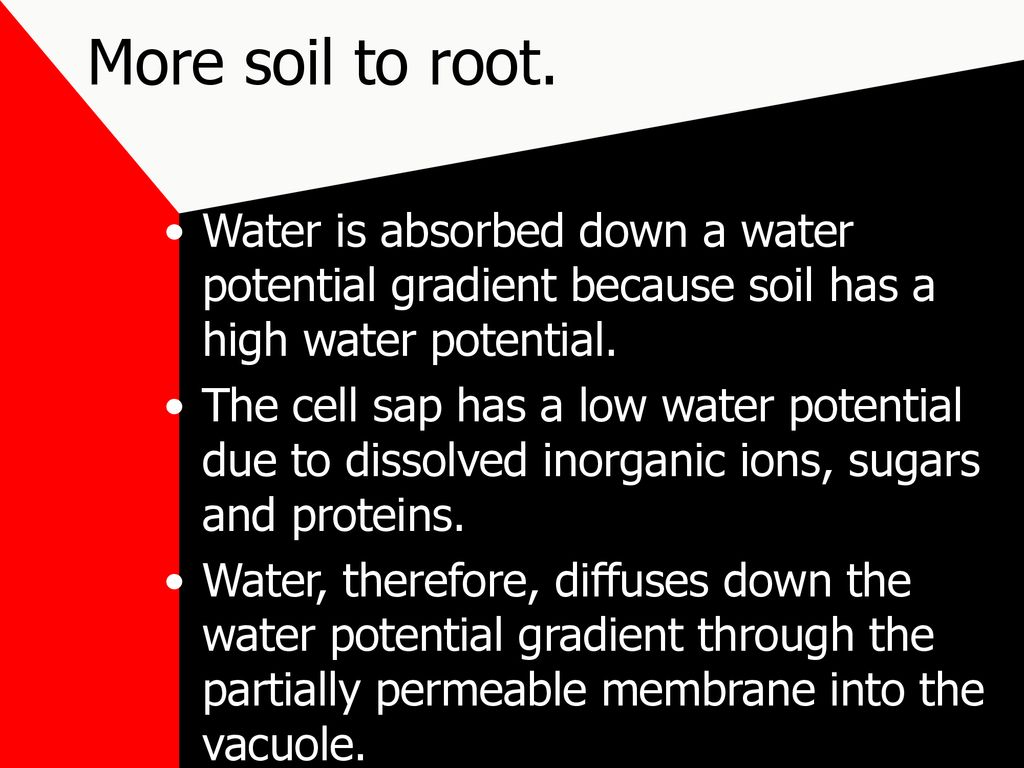 Chapter 2: ABSORPTION OF WATER We know from a very early age that plants  obtain water through their roots, though it is not perh