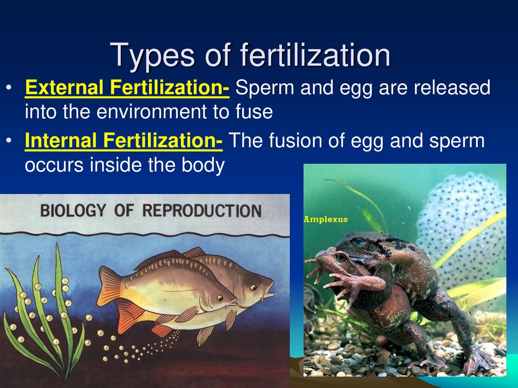 Fertilization and Development - ppt download