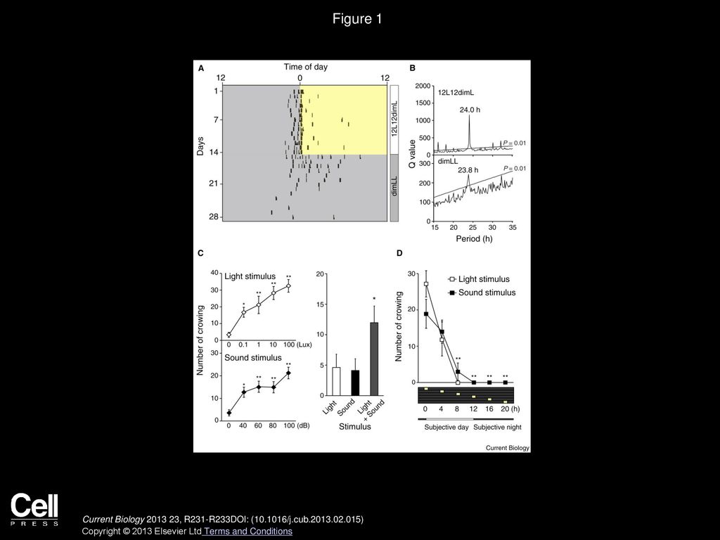 Circadian Clock Determines The Timing Of Rooster Crowing - Ppt Download