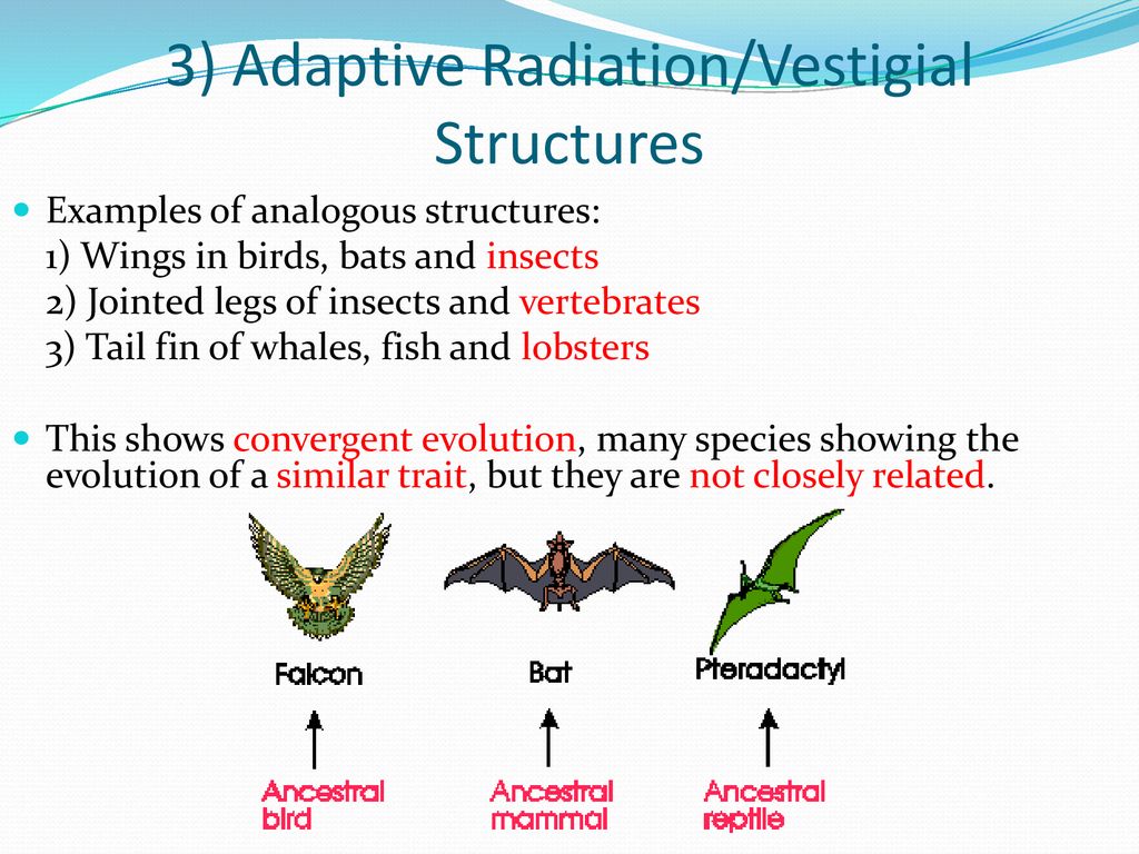 Proof Of Evolution. - ppt download