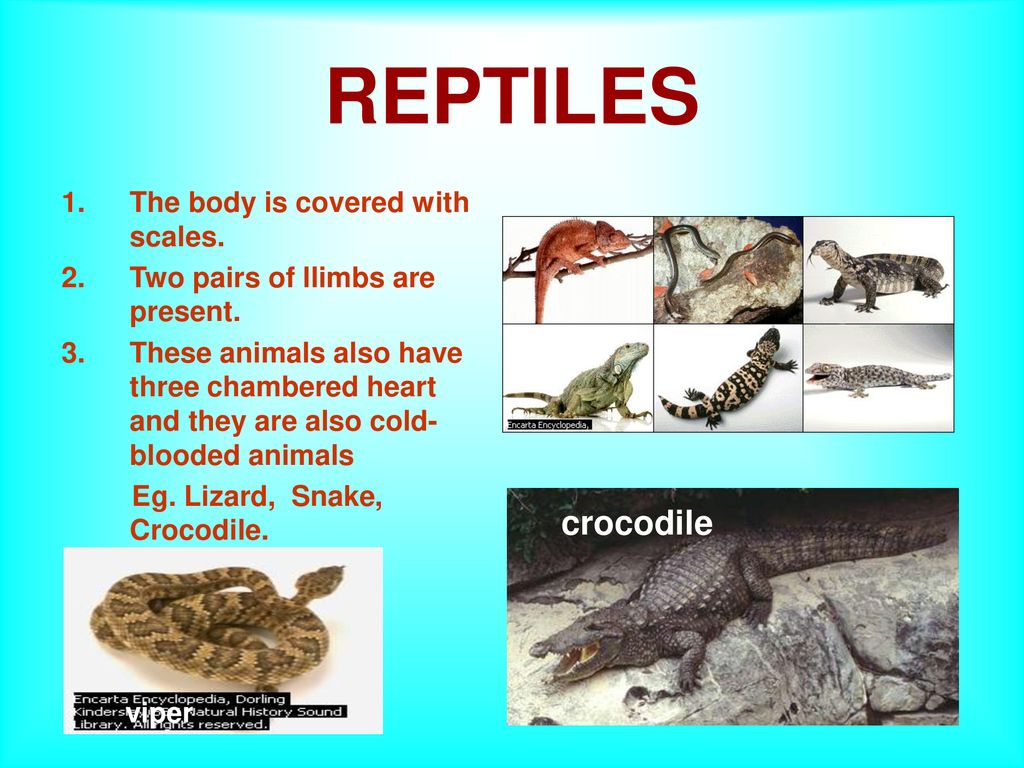 ANIMAL CLASSIFFICATION - ppt download