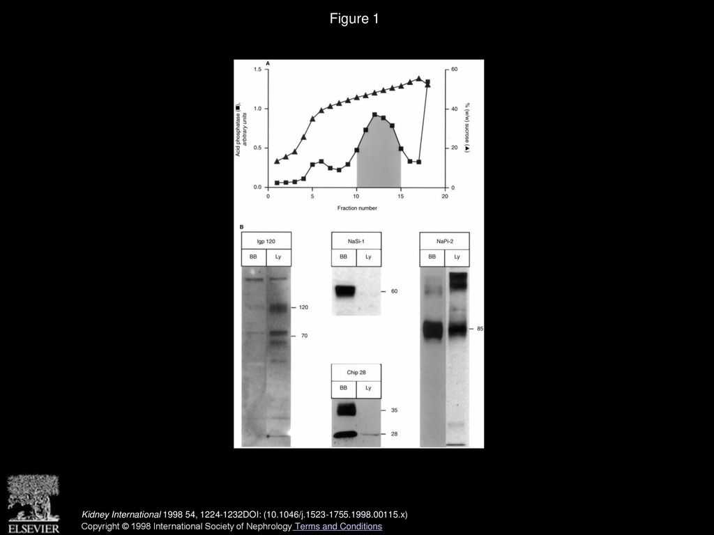 Figure 1 Isolation and characterization of proximal tubular lysosomes.
