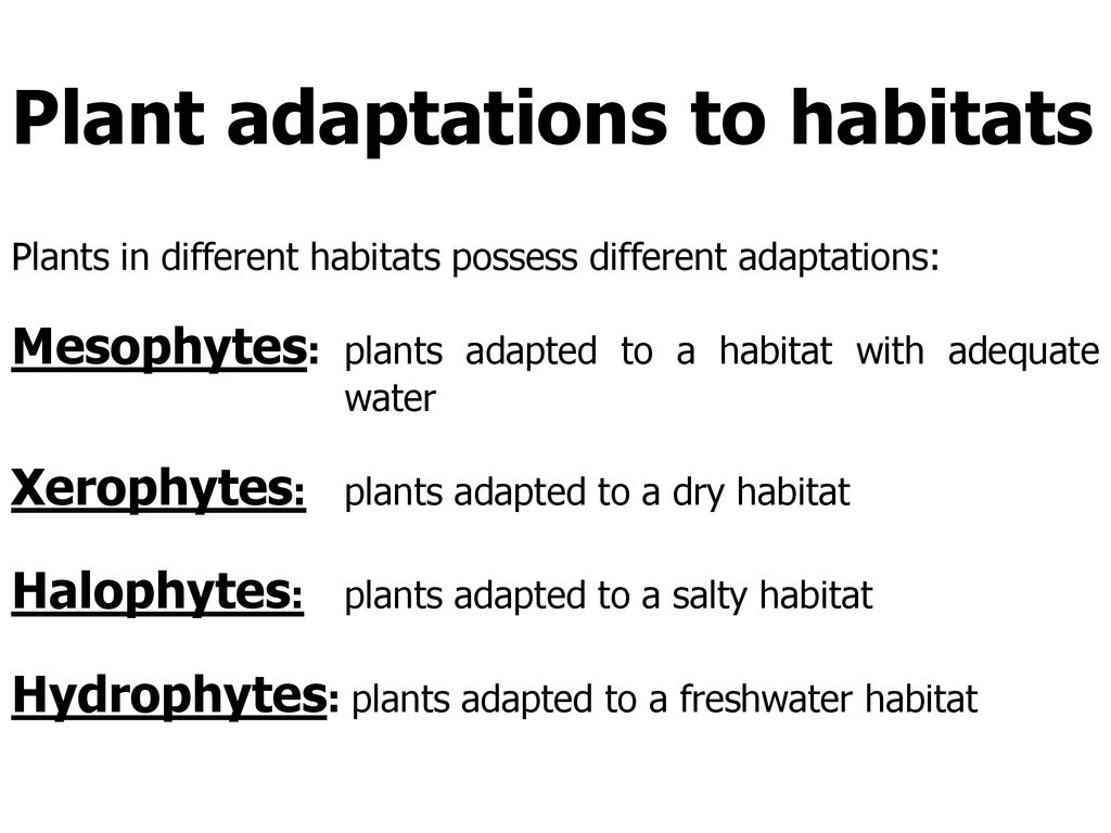 Are being adapted to. Mesophytes. Xerophyte adaptation. Structural adaptation. Adapted to.