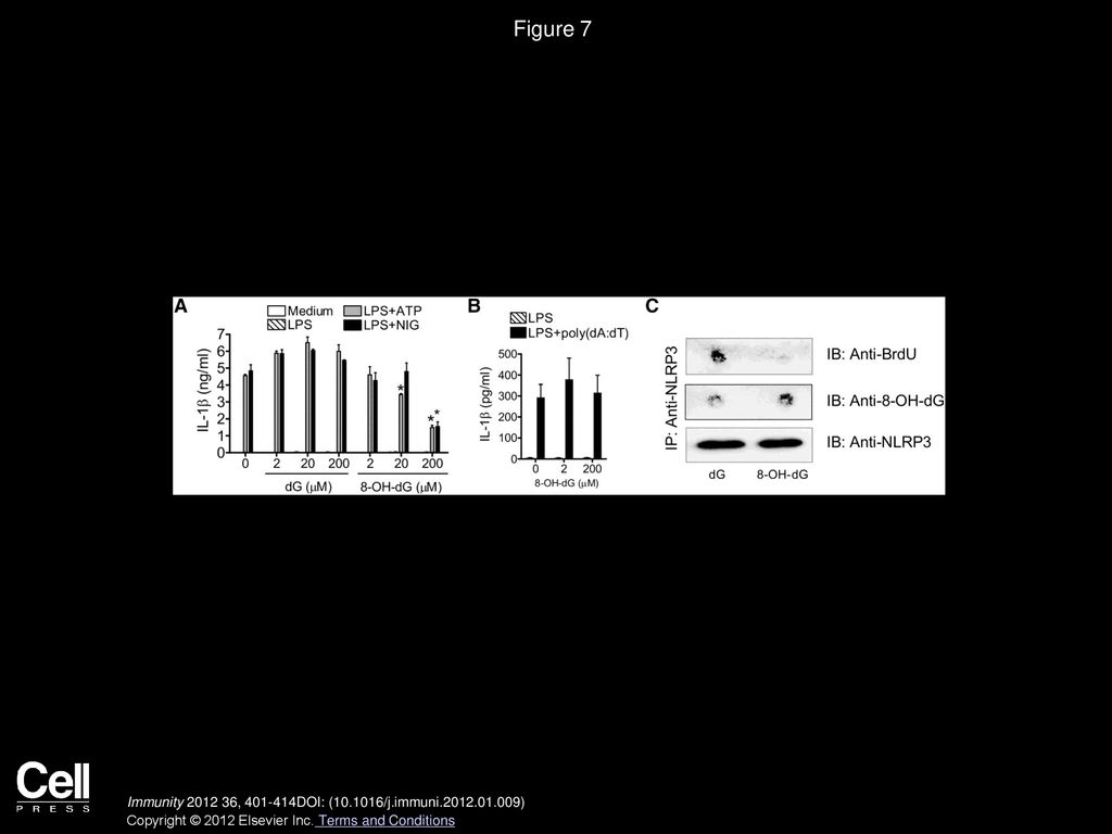 Figure 7 8-OH-dG Inhibits mtDNA from Binding to and Activating the NLRP3 Inflammasome.