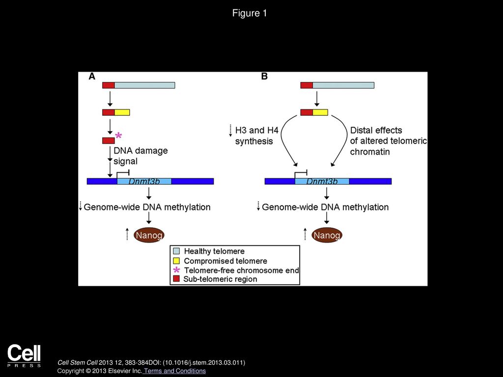 Short Telomeres Flirt with Stem Cell Commitment Biology Diagrams