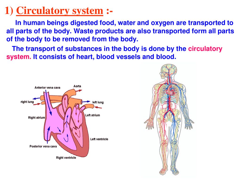 CHAPTER - 11 TRANSPORTATION IN ANIMALS AND PLANTS - ppt download CHAPTER - 11 TRANSPORTATION IN ANIMALS AND PLANTS - ppt download